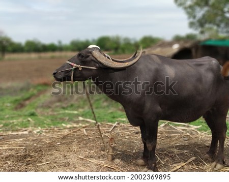 Beautiful stock photo of a widely used buffalo species as a cattle in India mainly for milk as this buffalo can give upto 6 litres at a time generally for small farmers. 
