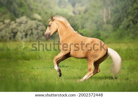 Cremello horse with long mane free run in green meadow