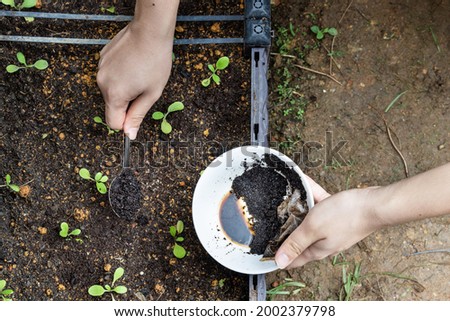 Overhead view of coffee grounds being added to baby vegetables plant as natural organic fertilizer rich in nitrogen for growth Royalty-Free Stock Photo #2002379798