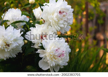 Luxurious white flowers peonies bloom in the park in summer.