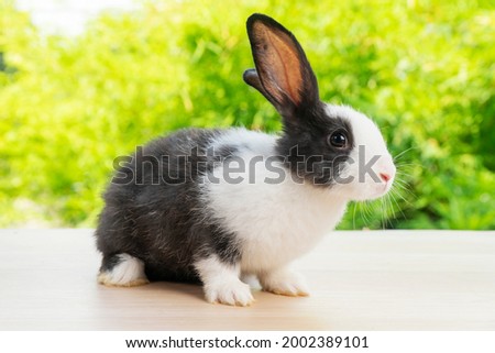Adorable newborn tiny bunny black and white rabbit sitting on the wood while looking at something over bokeh natural green tree background. Easter holiday animal concept.