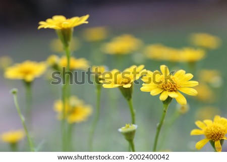 Yellow flower field in nature green blur background , starburst