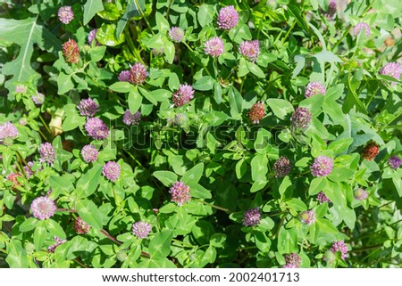 Bushes of the flowering wild growing red clover in sunny day, background 
