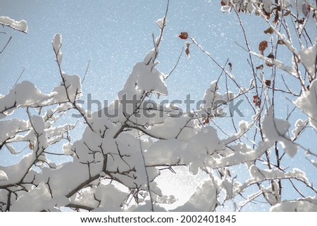 Picture branches snow in clear weather against a blue sky background