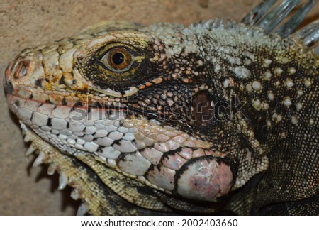 iguana face , caribbean sea , Aruba island