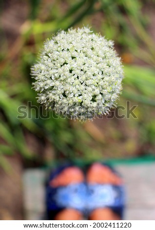Flowering onions. Small flowers on legs are collected in a large ball. Umbellate plants. Vegetable garden in the summer in the village.
