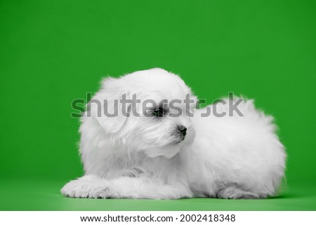 Beautiful little white puppies of Maltese breed