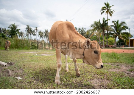A tawny cow walks on a farm. 