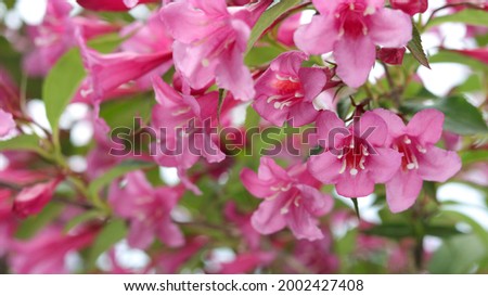 Close-up of Weigela Rosea . Pink flower, fully open and closed small Flowers with green leaves. Selective focus of bright pink petals, nature. Many pink Flowers on a bush in the garden. Weigela Rosea Royalty-Free Stock Photo #2002427408