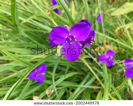 Purple longbract spiderwort or prairie spiderwort flowers with green leaves background