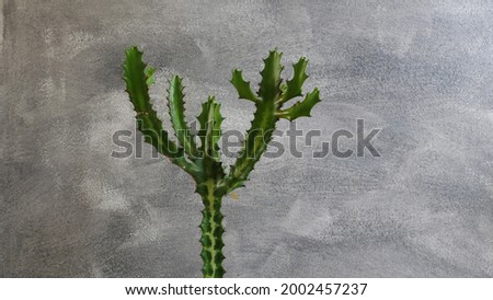 Green cactus on gray wall background.