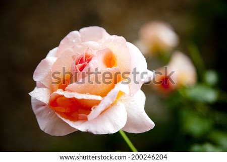 Beautiful rose with water drops