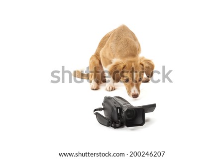 Portrait of dog looking at camcorder isolated over white background