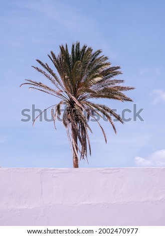 Beautiful Canarian minimal location palm tree. Travel aesthetic stylish wallpaper