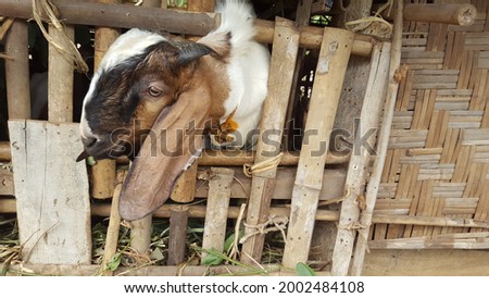 the head of the goat that came out of the cage.traditional goat farm.traditional goat barn