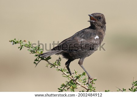 Ant-eating Chat perched on a low shrub
