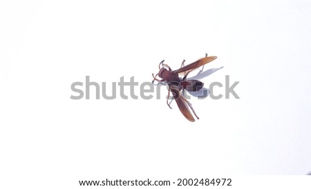 Polistes metricus (metric paper wasp or metricus paper wasp) on a white background