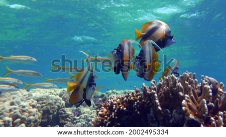 Butterfly fish. Red Sea kabuba - this fish grows up to 20 cm, feeds on zooplankton.

