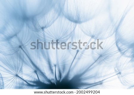 dandelion at sunset . Freedom to Wish. Dandelion silhouette fluffy flower on sunset sky. Seed macro closeup. Soft defocused photo. Goodbye Summer. Hope and dreaming concept. Fragility. Springtime.
