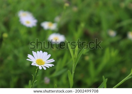 Blurry picture show beautiful little white flowers garden for natural background
