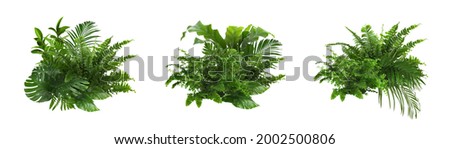 Beautiful composition with fern and other tropical leaves on white background, collage. Banner design Royalty-Free Stock Photo #2002500806