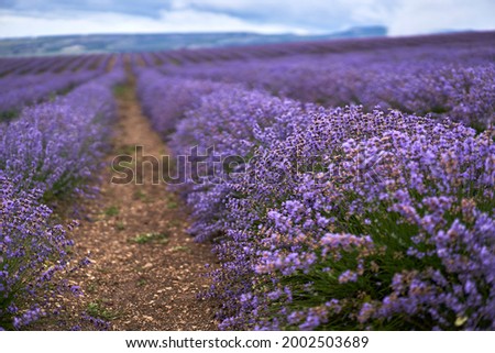 Lavender fields, long lavender lines