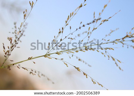 Outdoor plant with sky background