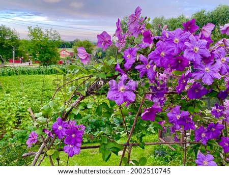 Beautiful purple flowers in the garden in summer