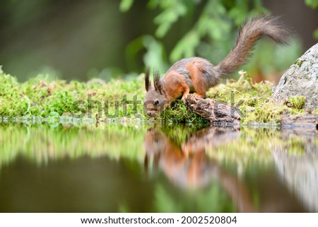 Red squirrel (Sciurus vulgaris) drinking water, with reflection