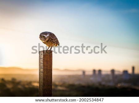 owl at sunset ready to fly