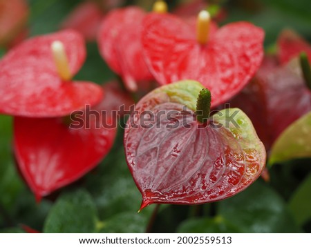 Beautiful bright red anthurium bracts Royalty-Free Stock Photo #2002559513