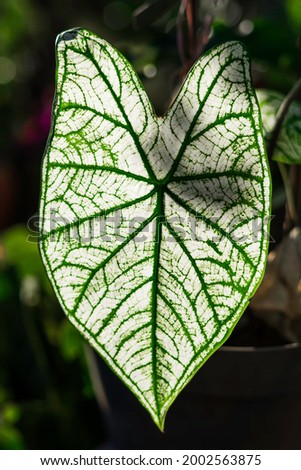 White Christmas Caladium
An outstanding variety producing luminous white leaves with contrasting dark green veins and lighter green edges
