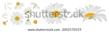 chamomile or daisies isolated on white background with full depth of field. Set or collection. Royalty-Free Stock Photo #2002570319