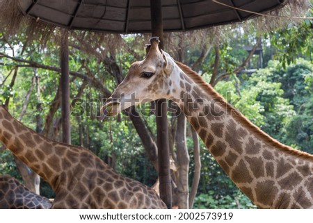 Lovely giraffes in the zoo