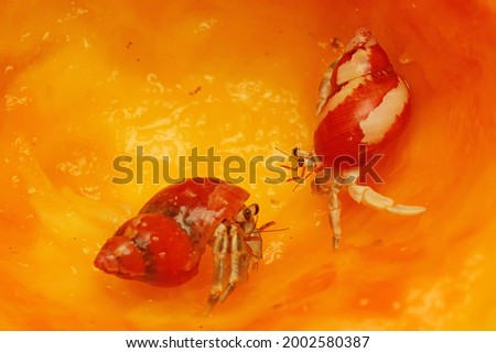 Two hermit crabs (Paguroidea sp) are walking slowly on orange substrate.