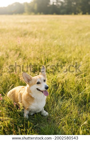 a dog of the corgi breed walks in the summer in a meadow among the grass and flowers