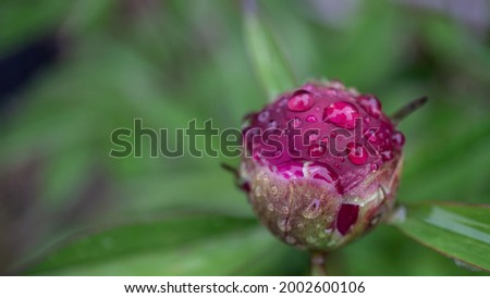 Peony covered with dew and raindrops