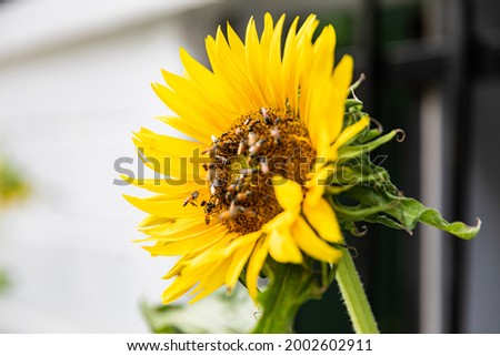 sunflower (Helianthus annuus) with stingless bees on it collecting pollen