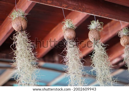 Hanging Spanish moss  or Tillandsia  plants is plant with no roots hanging down, absorbs water  and moisturized from the air. Thai likes to grow and decorate house as ornamental and lucky plant. 