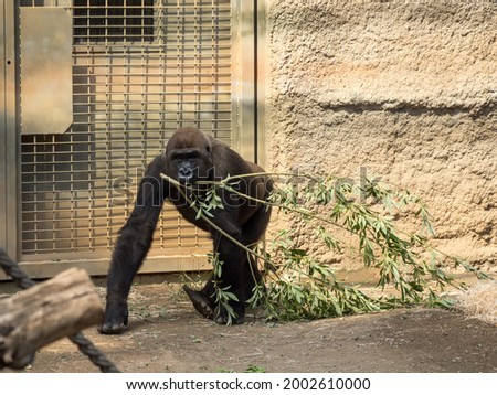 a gorilla walks around a zoo with a twig in its mouth