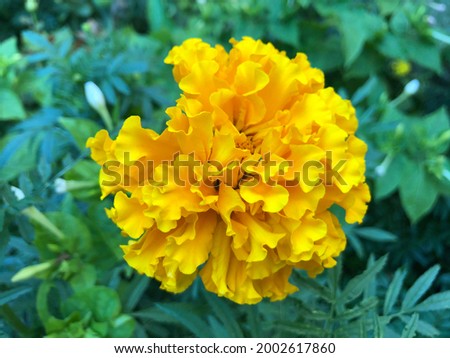 Macro photo nature flower yellow Tagetes Marigolds. Background texture of a blooming yellow flower Tagetes with a fluffy bud. The image of a plant blooming yellow Tagetes on the field