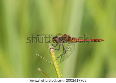 photo of a young dragonfly sitting on a plant