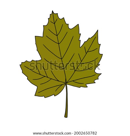 Bright green artistic maple leaf vector illustration with outline isolated on white background. Design element for autumn design. Fall graphic clip art