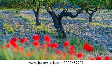 Countryside landscape of poppies field and almond trees in Terres del Ebre region of Tarragona province within Catalonia Autonomous Community of Spain, Europe