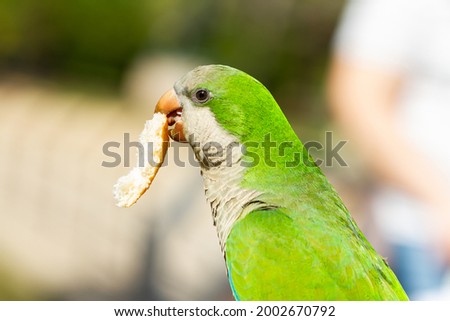 Monk parakeet (Myiopsitta monachus), parrot with piece of bread in beak with blurred background.