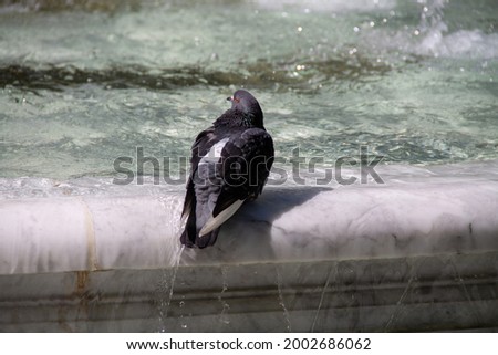 an adult pigeon bathes in a fountain on a sunny day