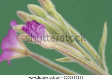 Epilobium hirsutum great hairy willowherb hairy plant with beautiful pink flowers with large white pistil on a homogeneous deep green background flash lighting