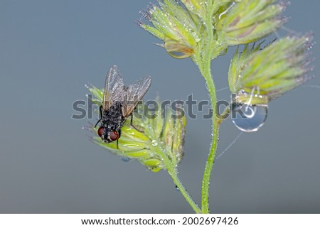 close up of a fly on a blade of grass with dew drops