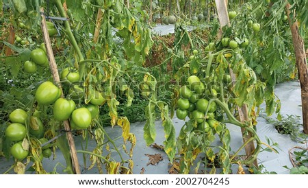 tomato plant affected by fusarium wilt Royalty-Free Stock Photo #2002704245