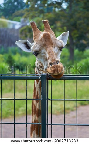 Beautiful close up of a curious giraffe in the zoo.